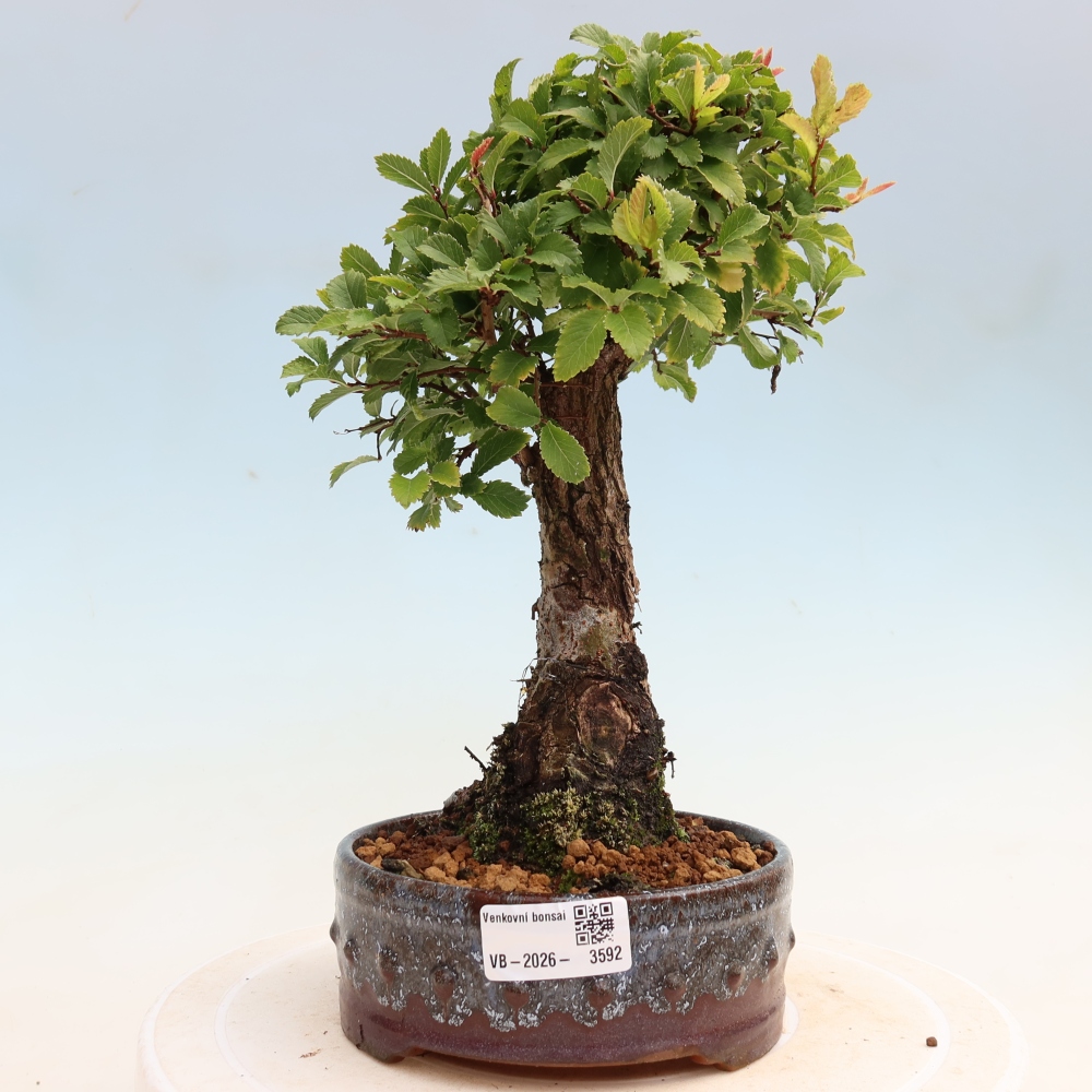 Venkovní bonsai - Zelkova - Zelkova NIRE