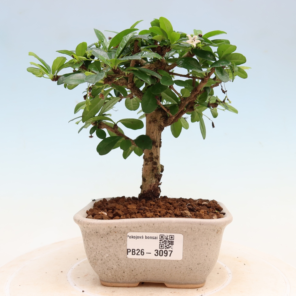 Pokojová bonsai - Carmona macrophylla - Čaj fuki