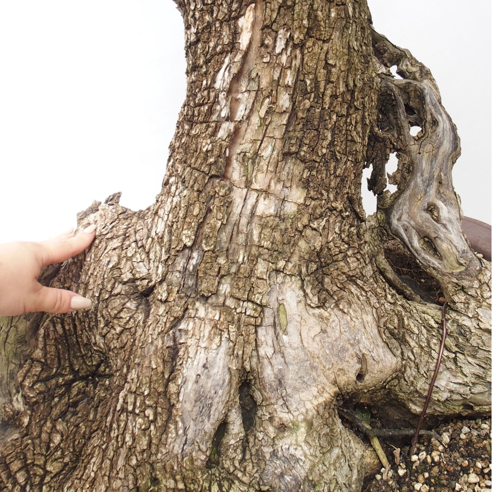 Pokojová bonsai - Olea europaea sylvestris -Oliva evropská drobnolistá