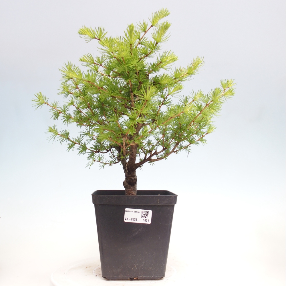 Venkovní bonsai -Larix decidua - Modřín opadavý 