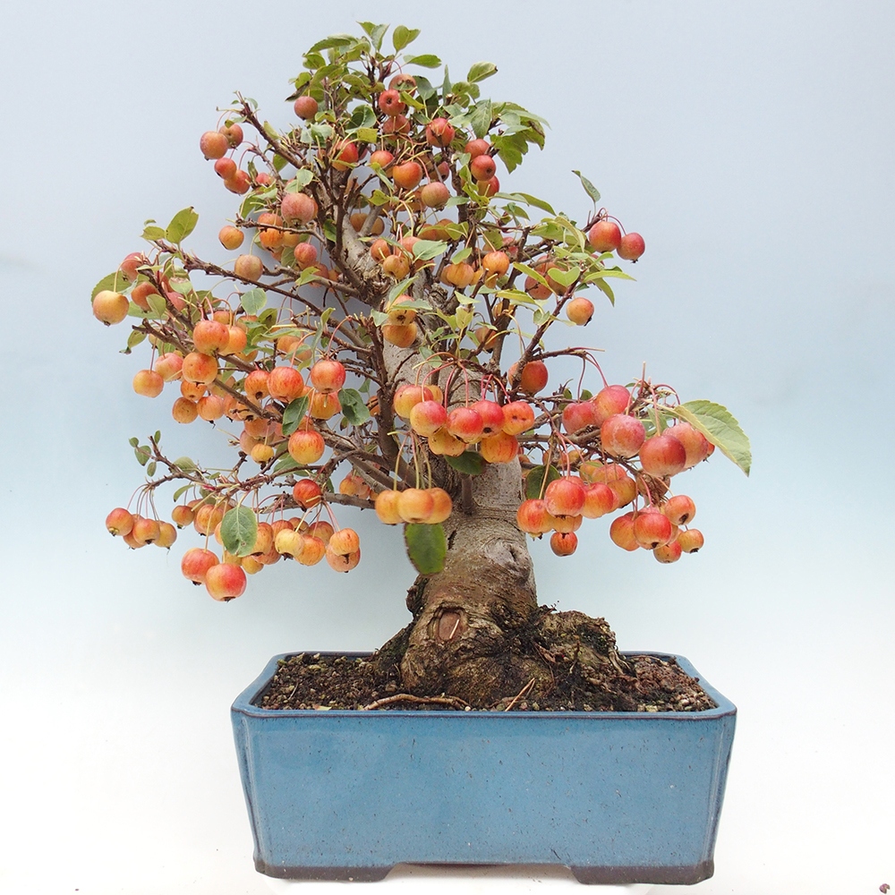Venkovní bonsai -Malus halliana - Maloplodá jabloň