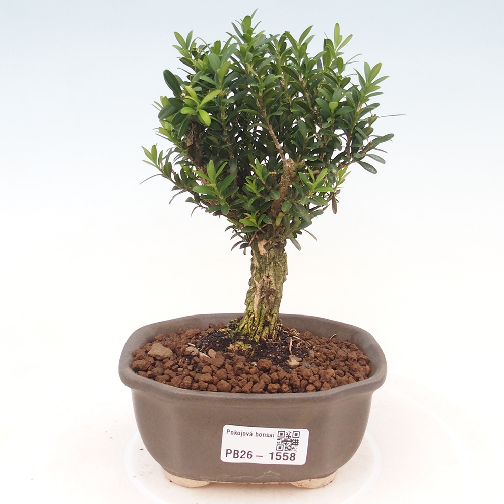 Pokojová bonsai - Buxus harlandii -korkový buxus