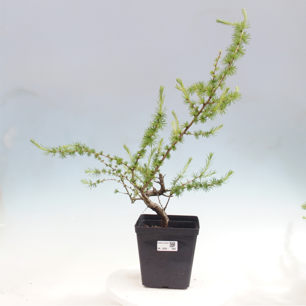 Venkovní bonsai -Larix decidua - Modřín opadavý 