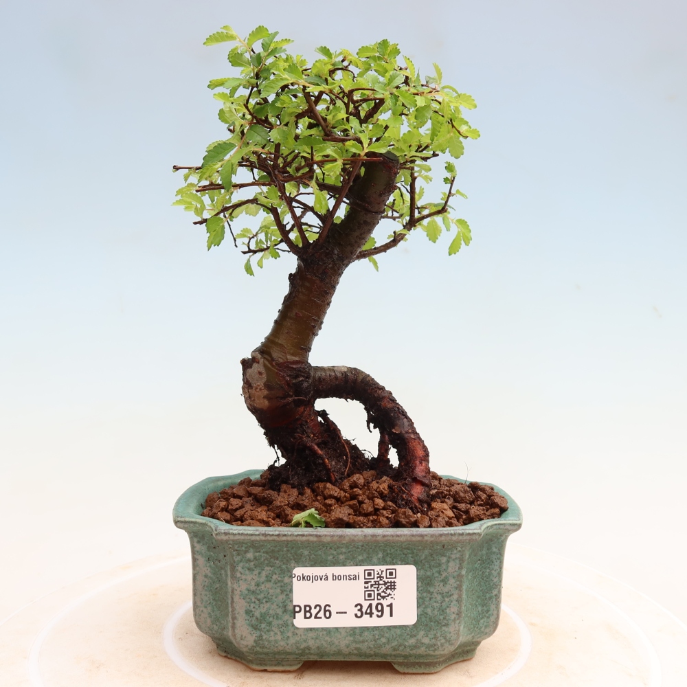 Pokojová bonsai - Ulmus parvifolia - Malolistý jilm