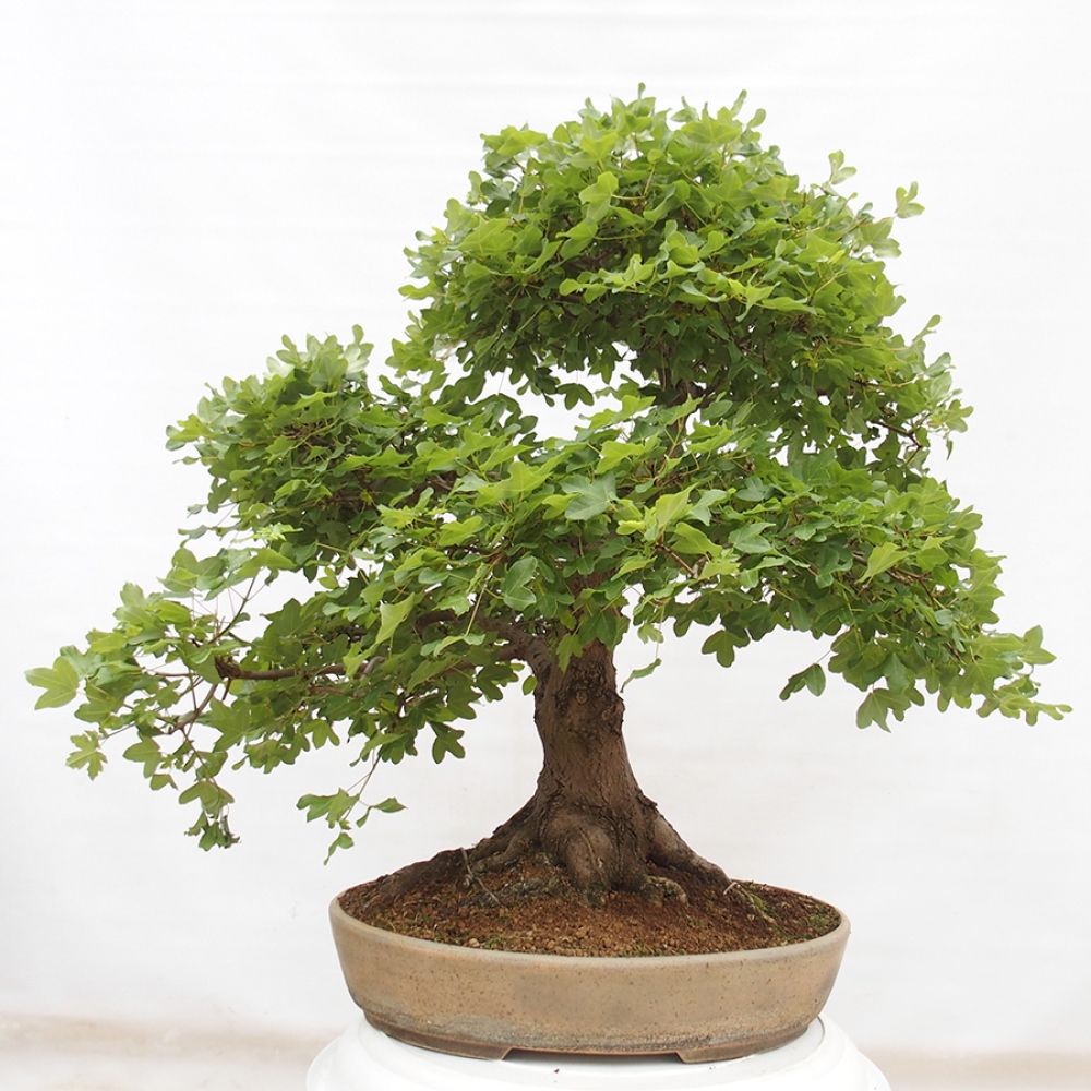 Venkovní bonsai - Javor Francouzský - Acer Nonspessulanum