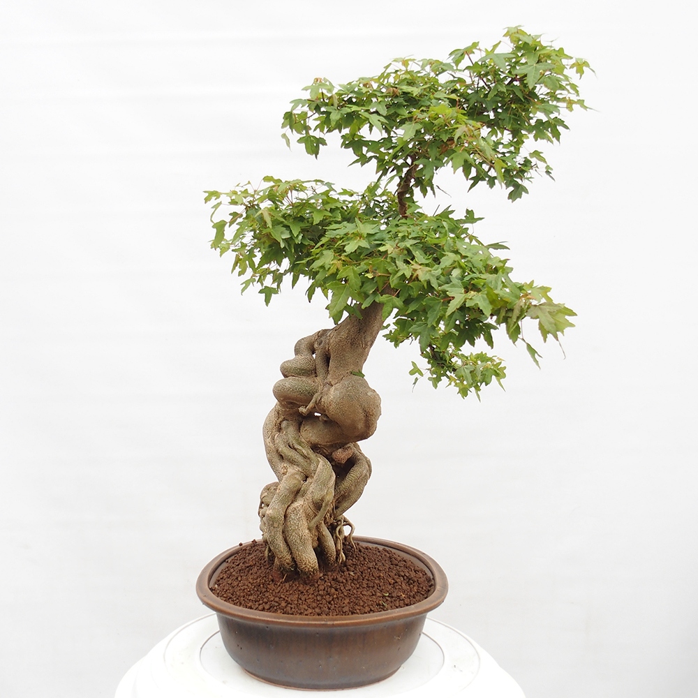 Venkovní bonsai - Acer Buergerianum - Javor Burgerův