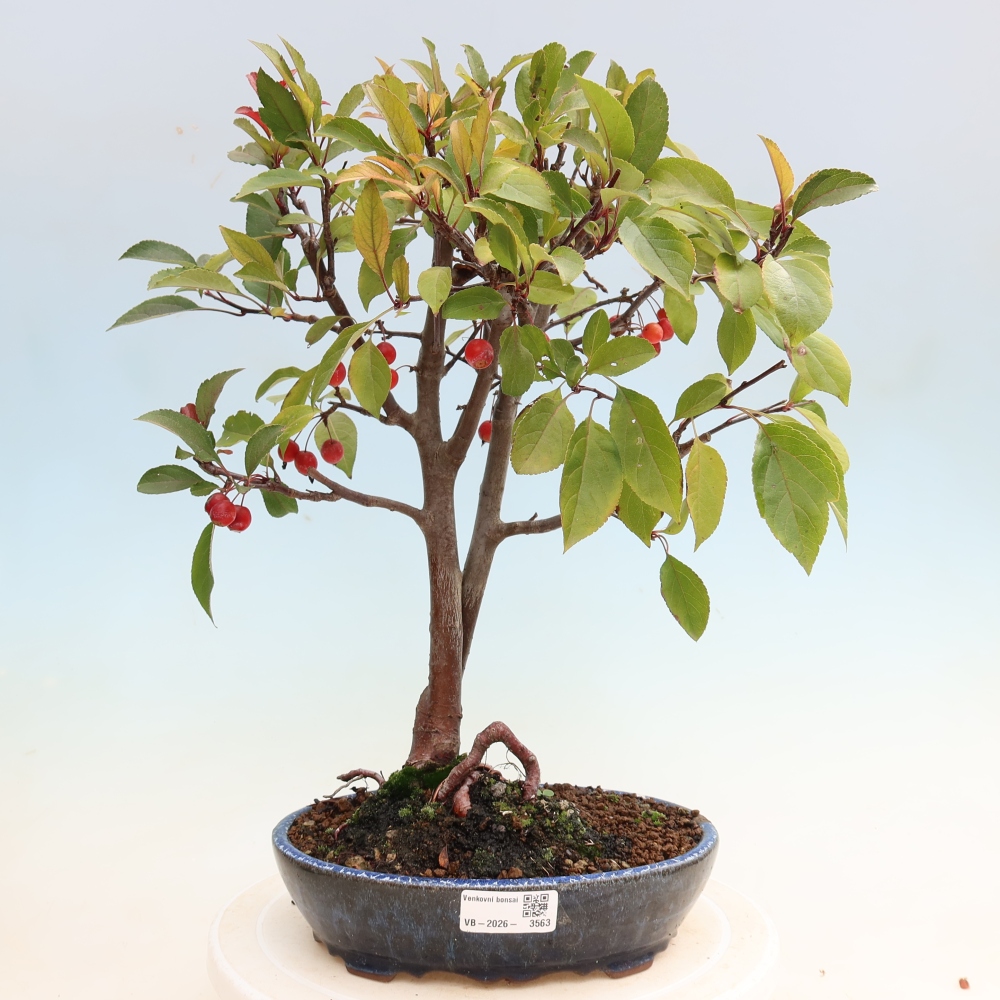 Venkovní bonsai -Malus domestica - Maloplodá jabloň červenolistá