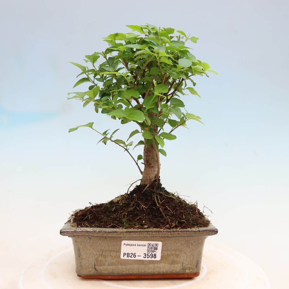 Pokojová bonsai -Ligustrum chinensis - Ptačí zob