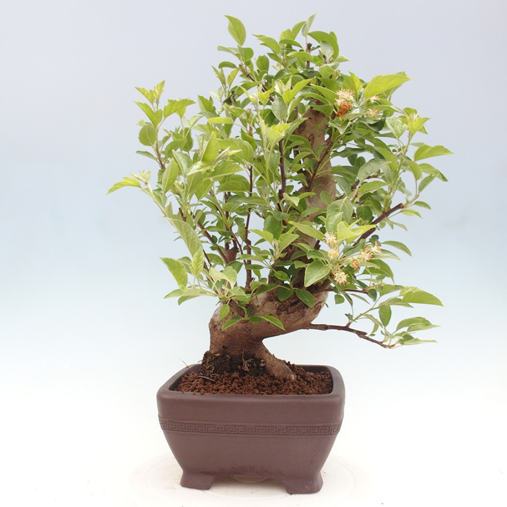 Venkovní bonsai -Malus halliana - Maloplodá jabloň