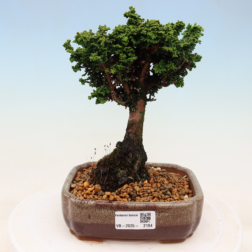 Venkovní bonsai - Cham. obtusa SEKKA HINOKI - Cypřišek