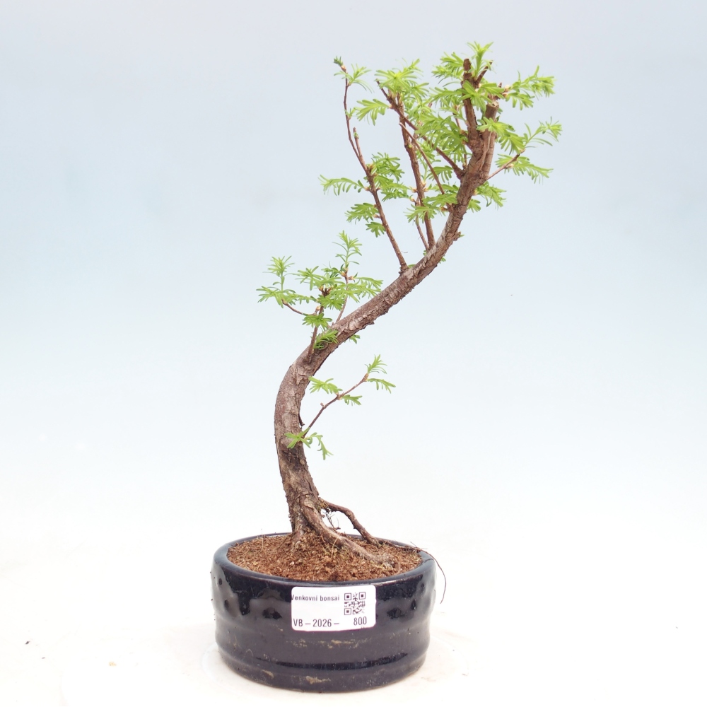 Venkovní bonsai - Metasequoia glyptostroboides - Metasekvoje čínská