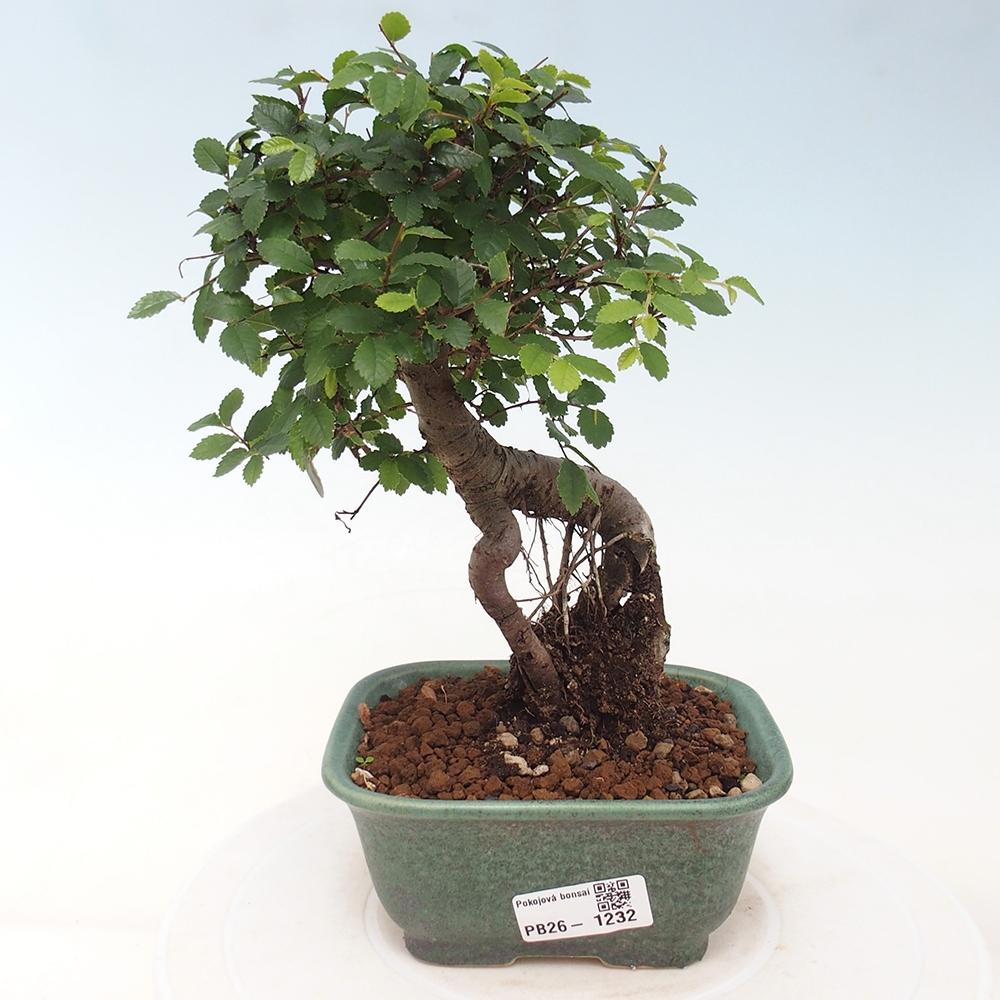 Pokojová bonsai - Ulmus parvifolia - Malolistý jilm