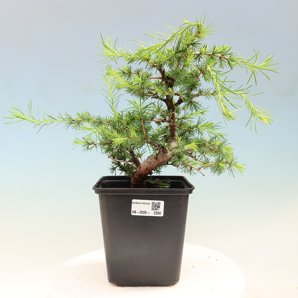 Venkovní bonsai -Larix decidua - Modřín opadavý 