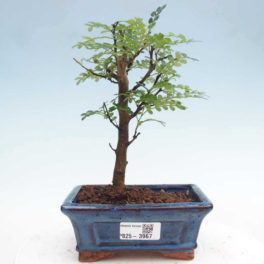 Pokojová bonsai - Zantoxylum piperitum - Pepřovník