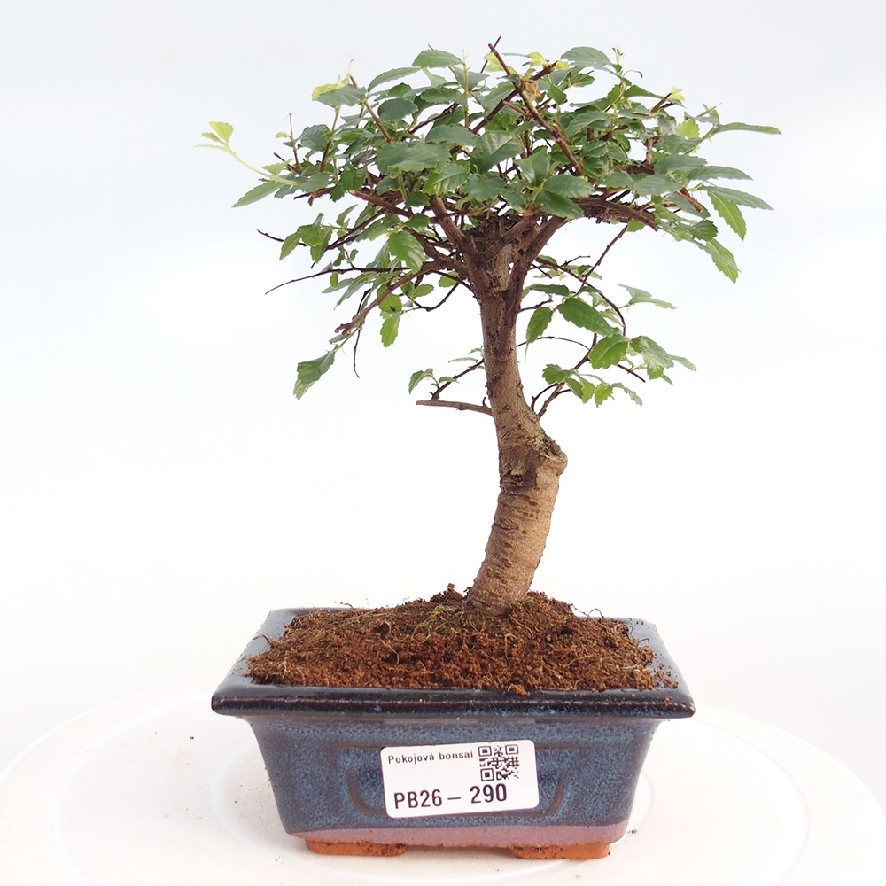 Pokojová bonsai - Ulmus parvifolia - Malolistý jilm