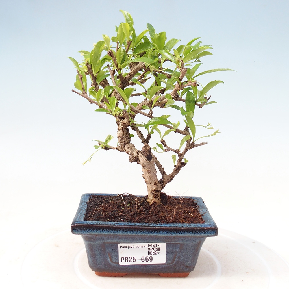 Pokojová bonsai - Carmona macrophylla - Čaj fuki