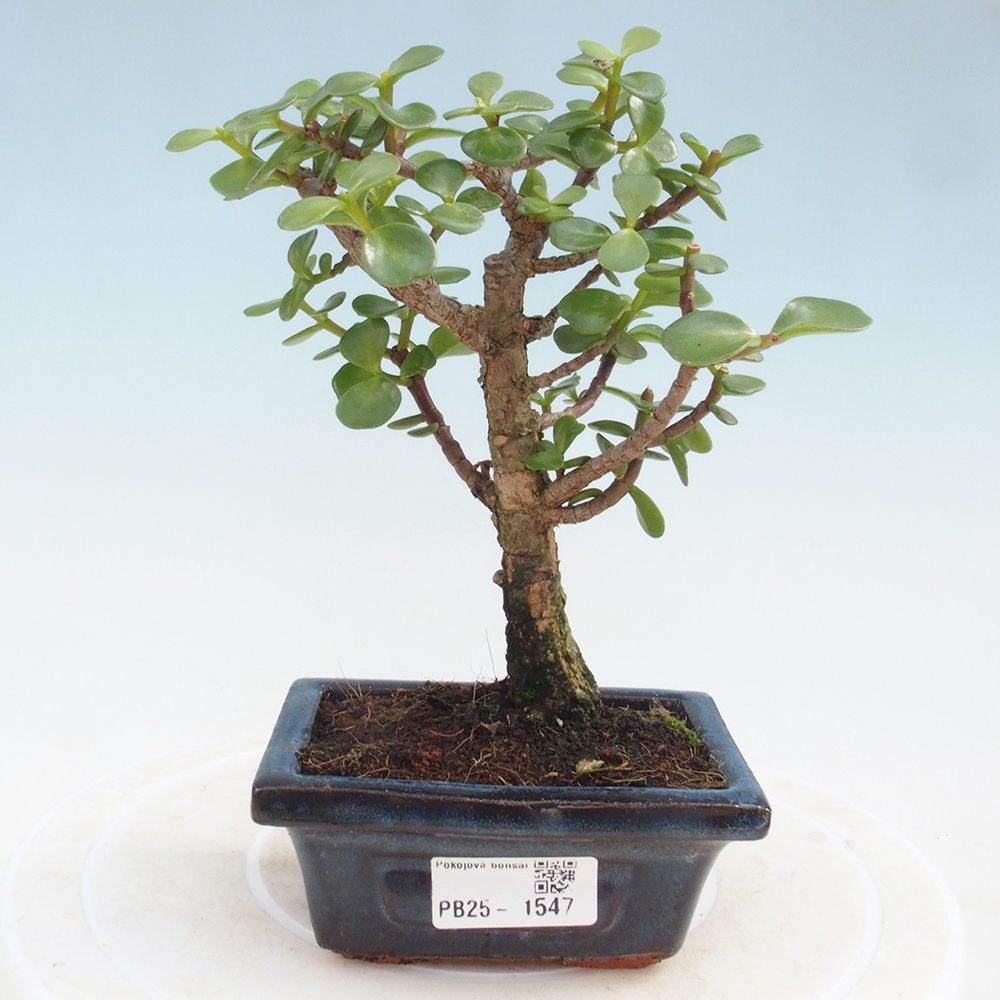 Pokojová bonsai - Portulakaria Afra - Tlustice