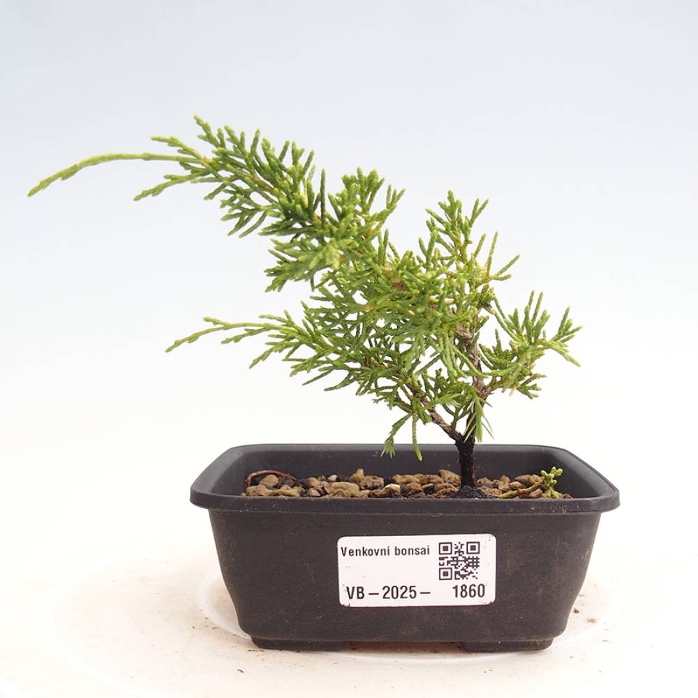 Venkovní bonsai - Juniperus chinensis Itoigawa -Jalovec čínský