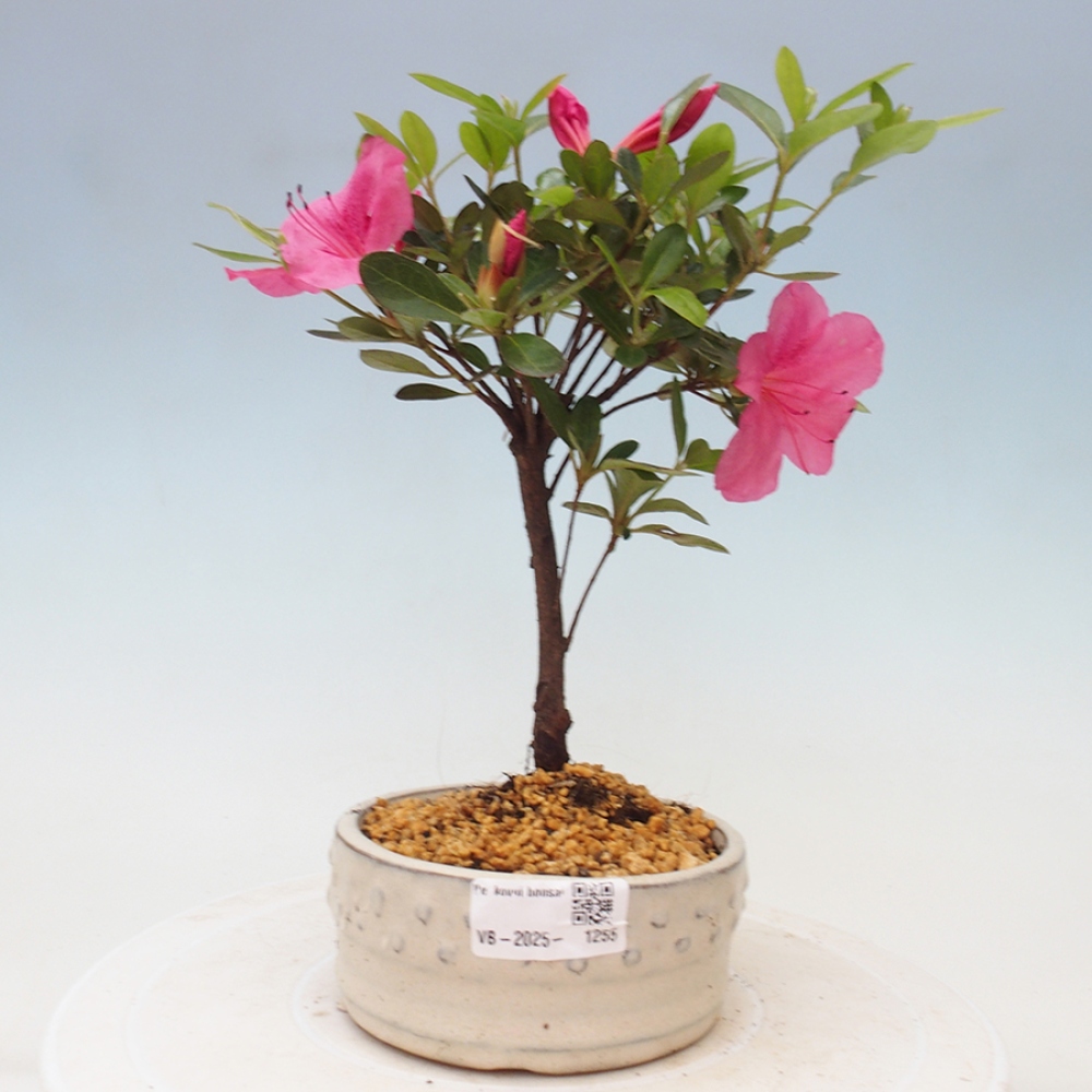 Venkovní bonsai - Japonská azalka - Azalea sp.