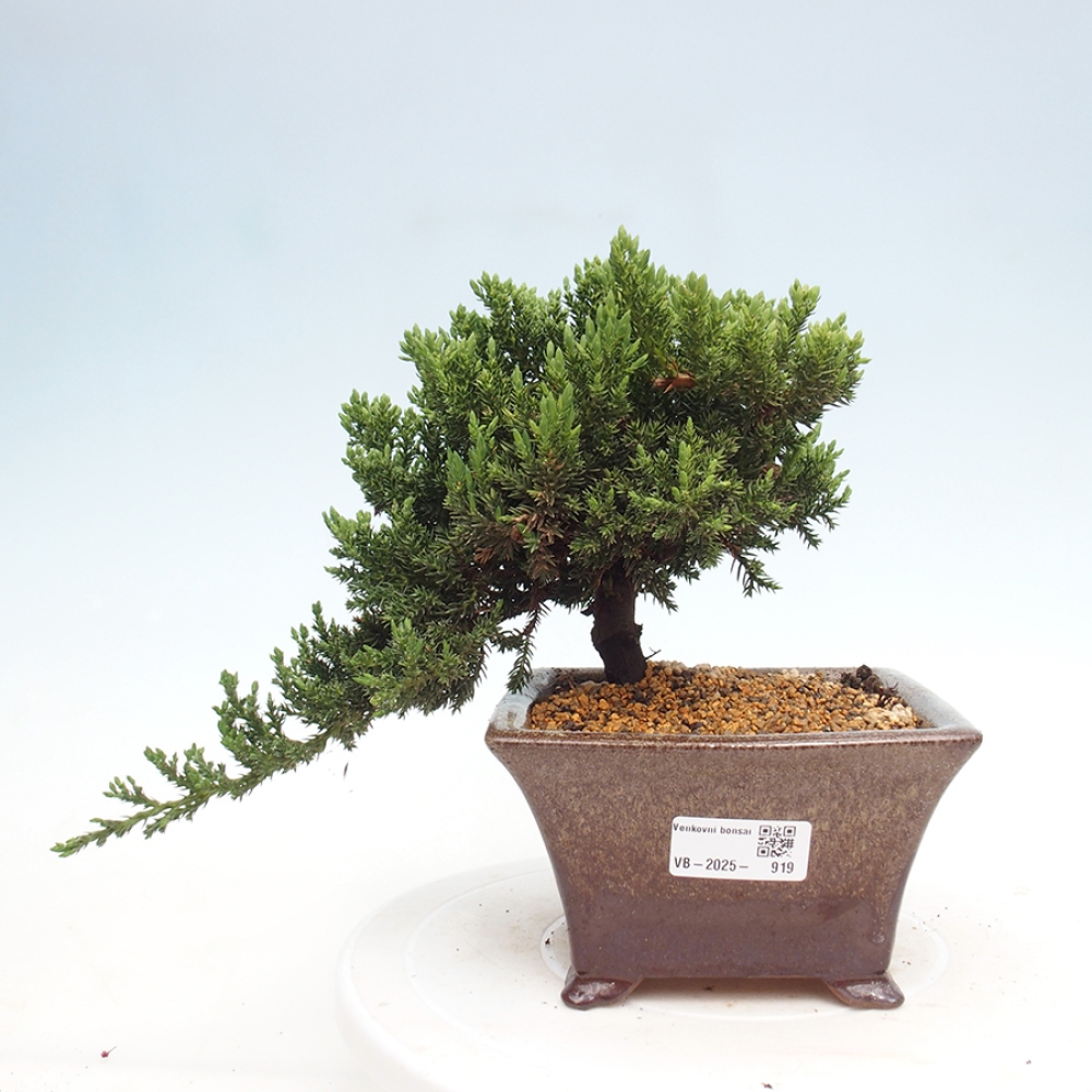 Venkovní bonsai - Juniperus procumbens - Jalovec polehavý