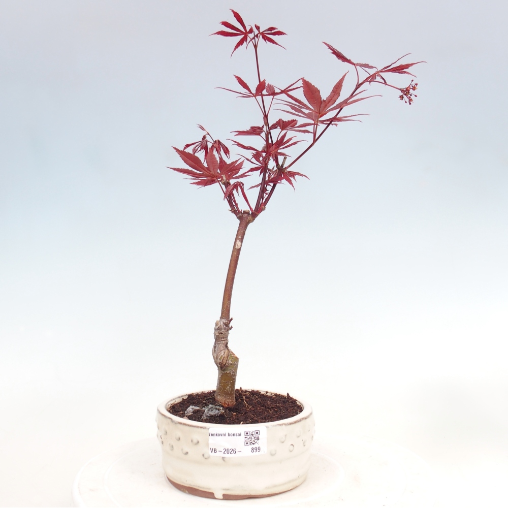 Venkovní bonsai - Acer palm. Atropurpureum-Javor dlanitolistý
