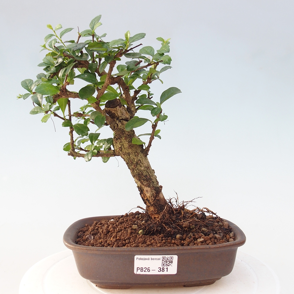 Pokojová bonsai - Carmona macrophylla - Čaj fuki