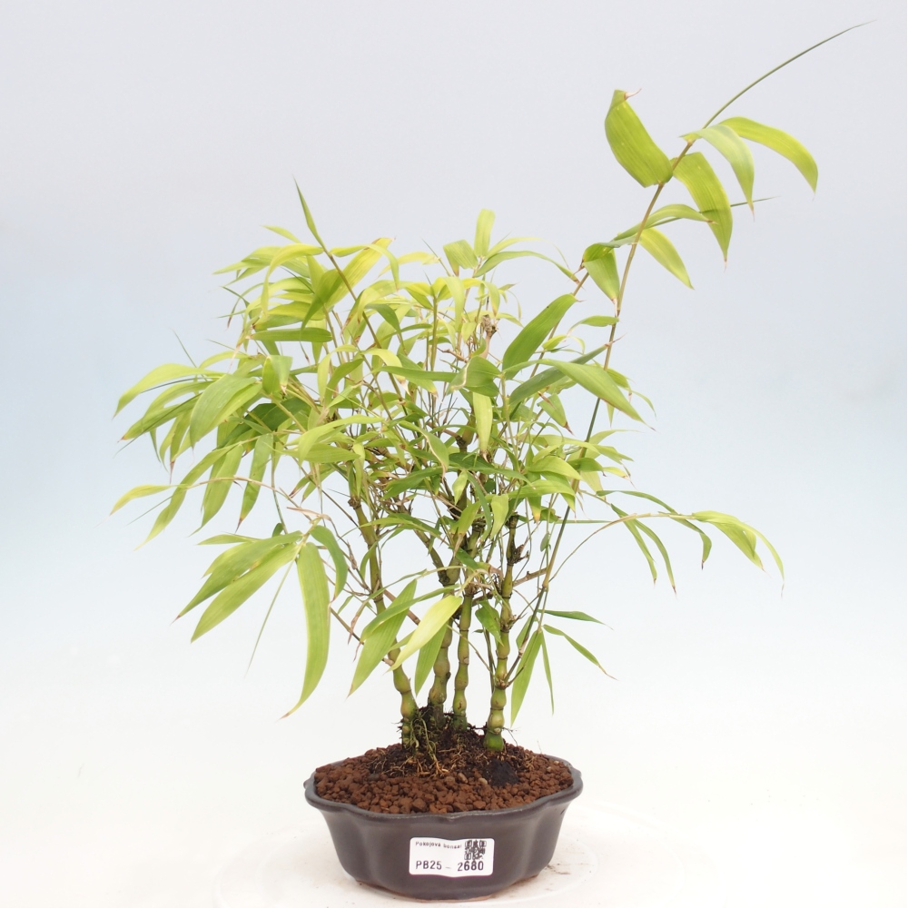 Pokojová bonsai - Bambus budha-Bambus budhovo břicho