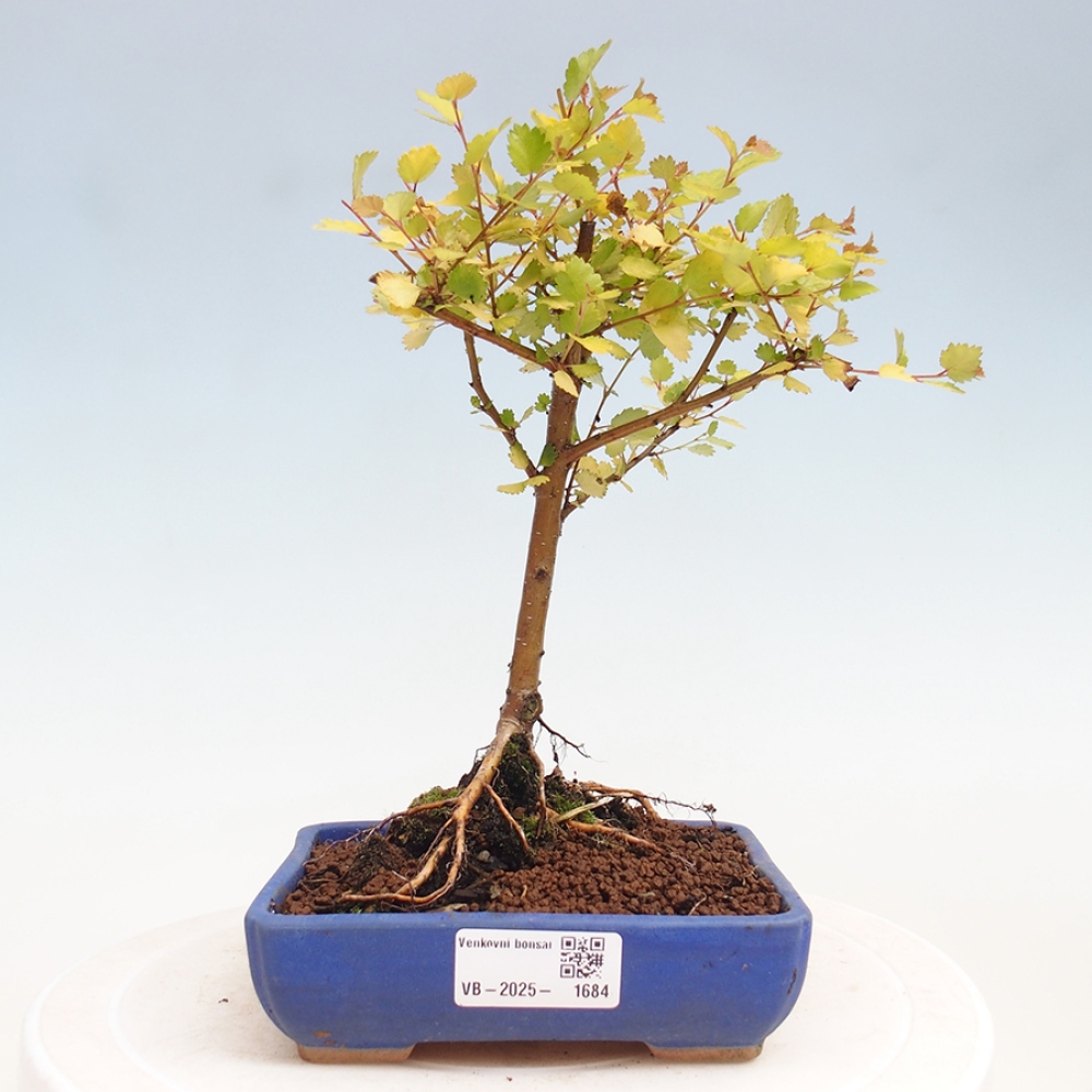 Venkovní bonsai - bříza trpasličí - Betula NANA Treasure