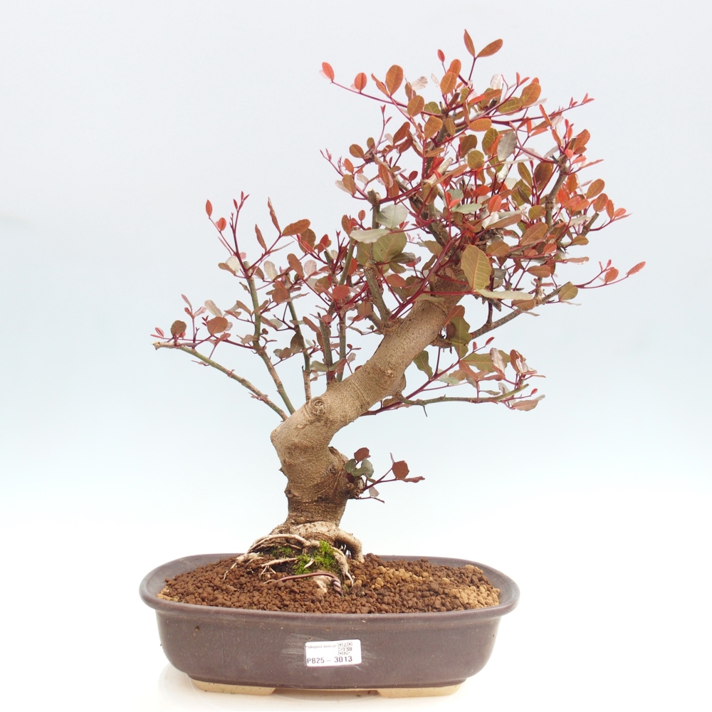 Pokojová bonsai - Rohovnik obecny,svatojansky chleb-Ceratonia sp.