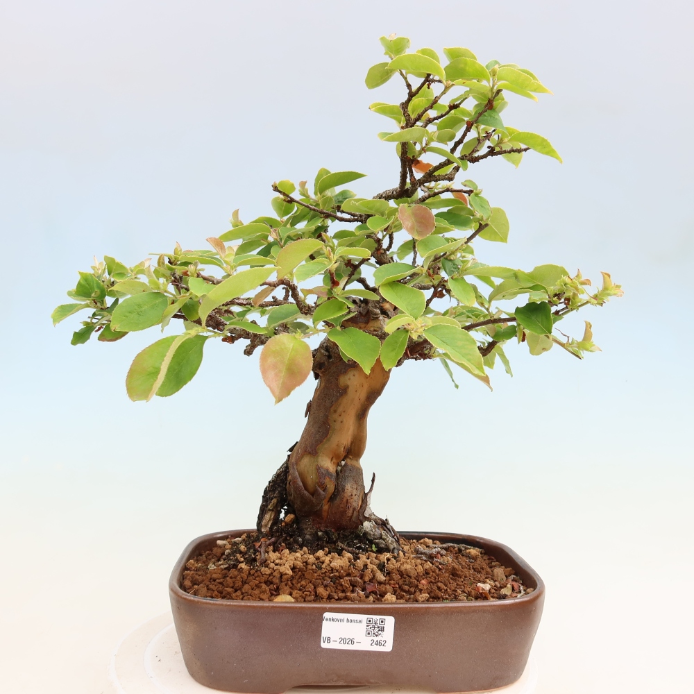 Venkovní  bonsai -  Pseudocydonia sinensis - Kdouloň čínská