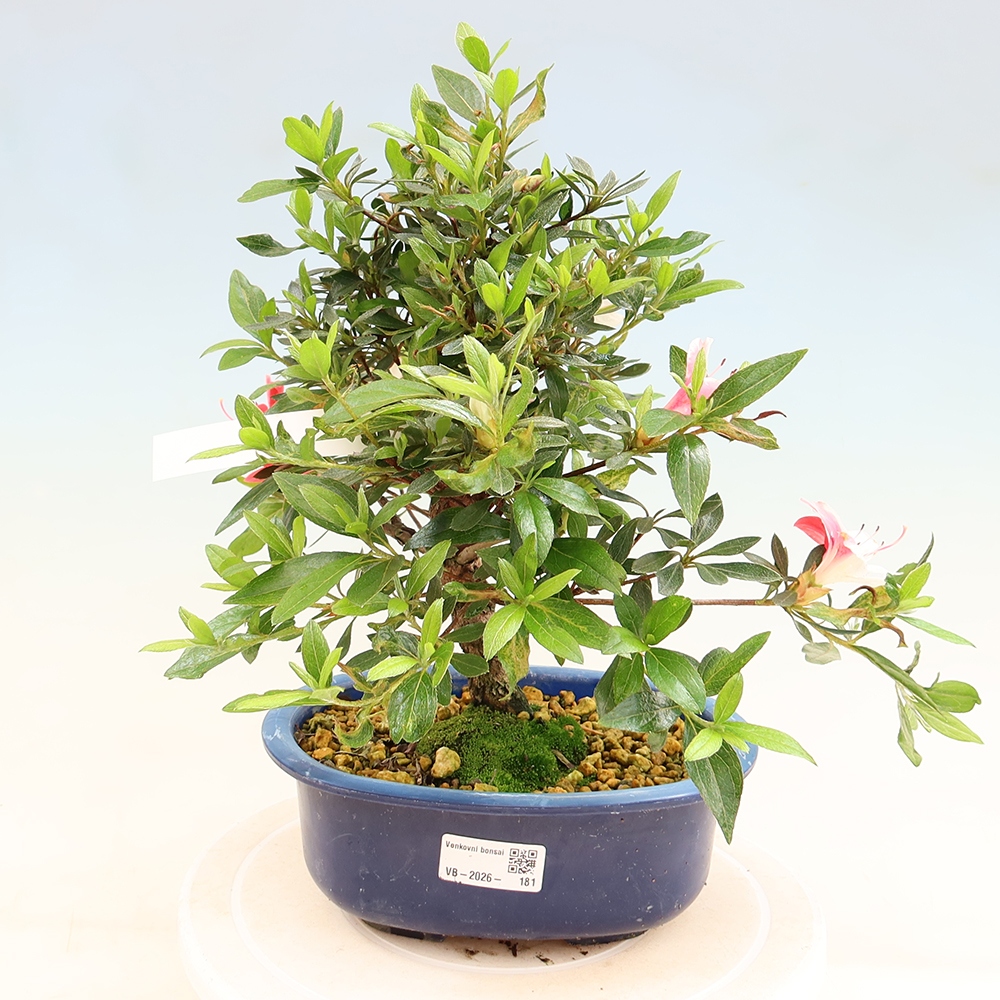 Venkovní bonsai - Japonská azalka - Azalea Senhime