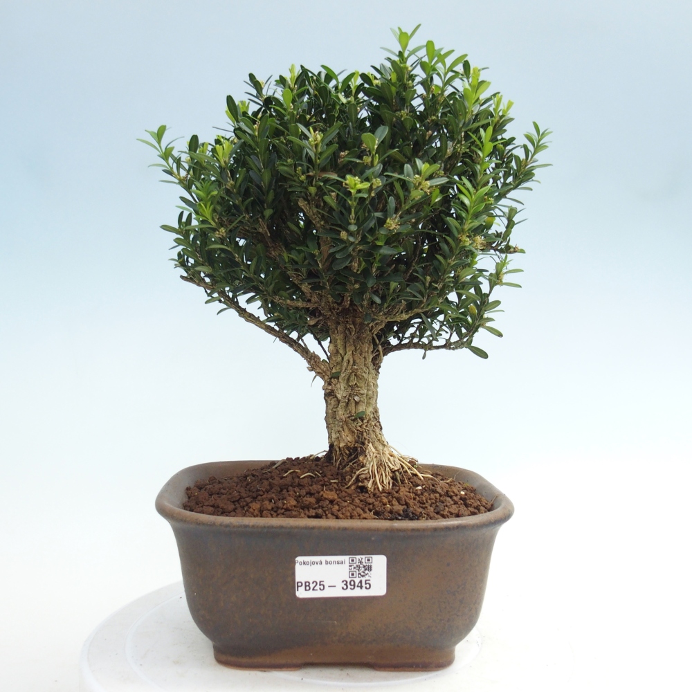 Pokojová bonsai - Buxus harlandii - korkový buxus