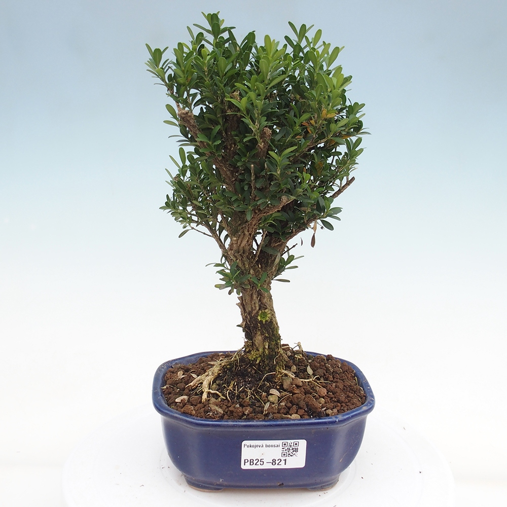 Pokojová bonsai - Buxus harlandii - korkový buxus