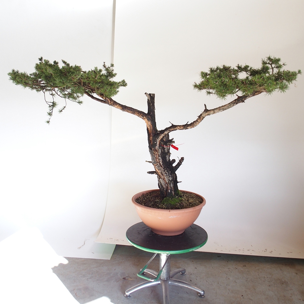 Yamadori - Pinus sylvestris Španělsko