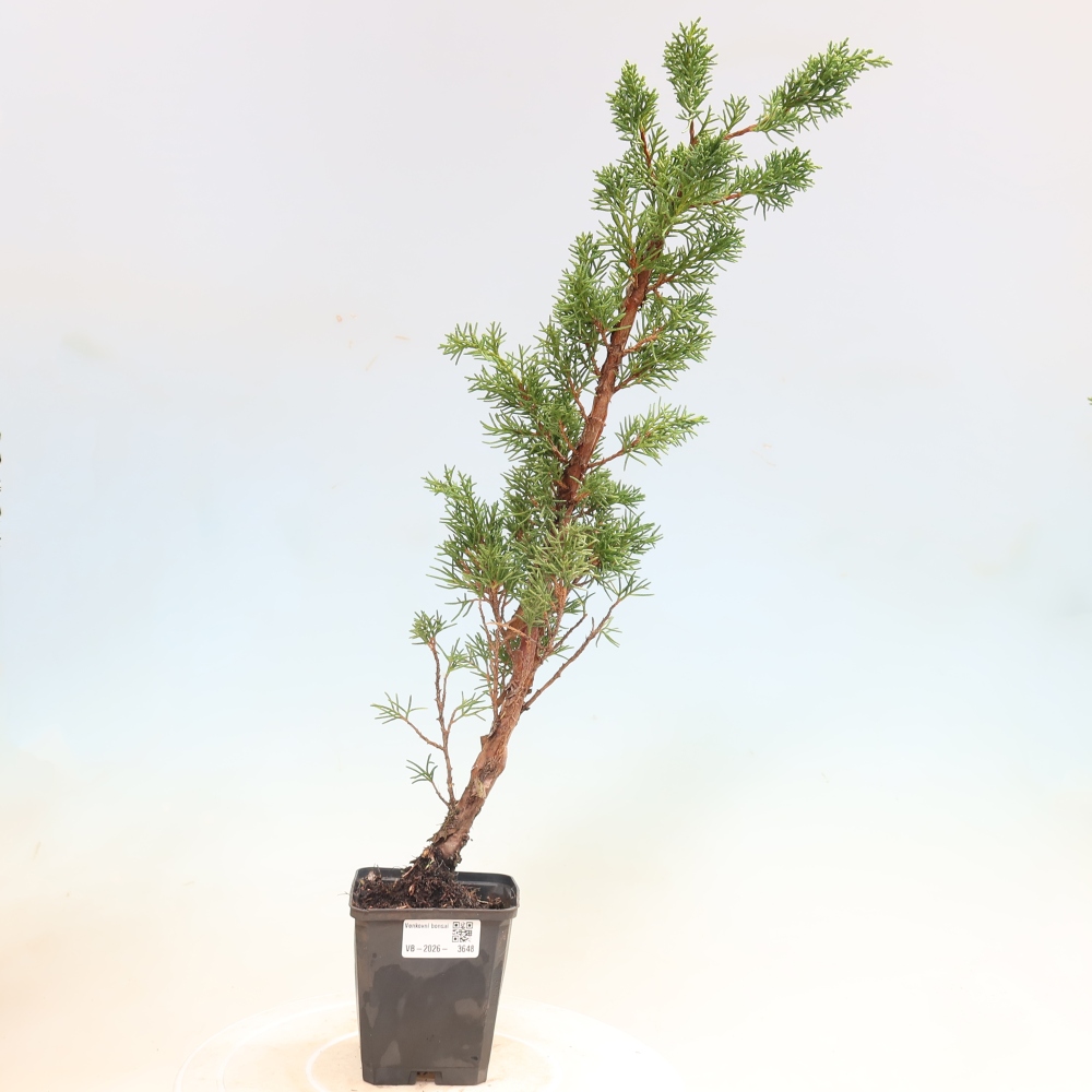 Venkovní bonsai - Juniperus chinensis Kishu -Jalovec čínský