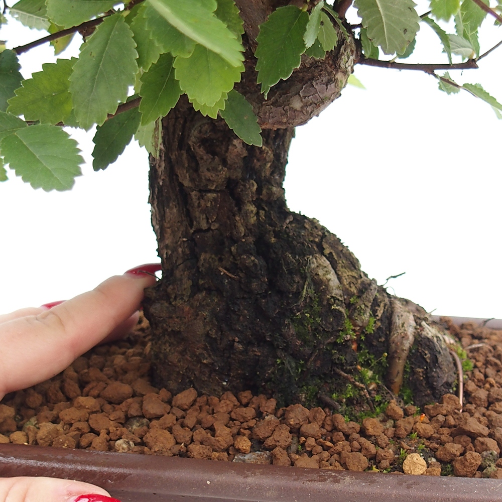 Venkovní bonsai - Zelkova - Zelkova serrata