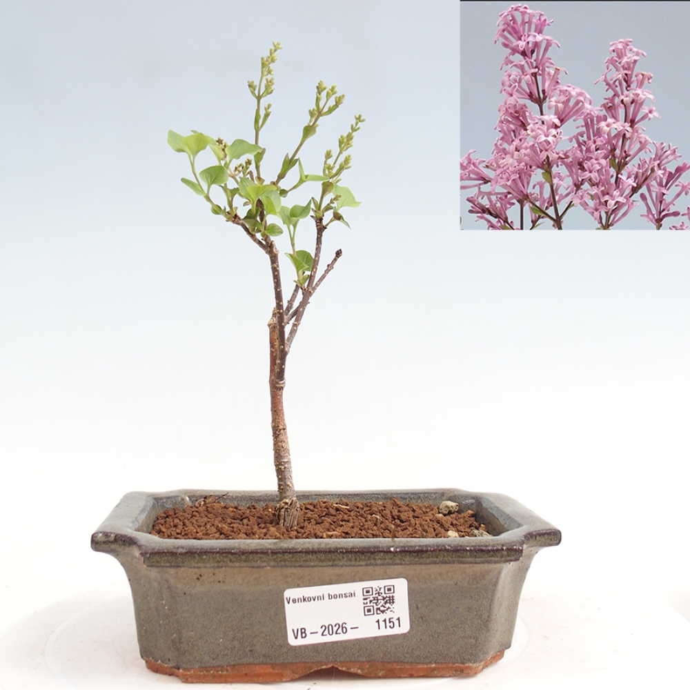 Venkovní bonsai - Syringa Meyeri Palibin - Šeřík Meyerův