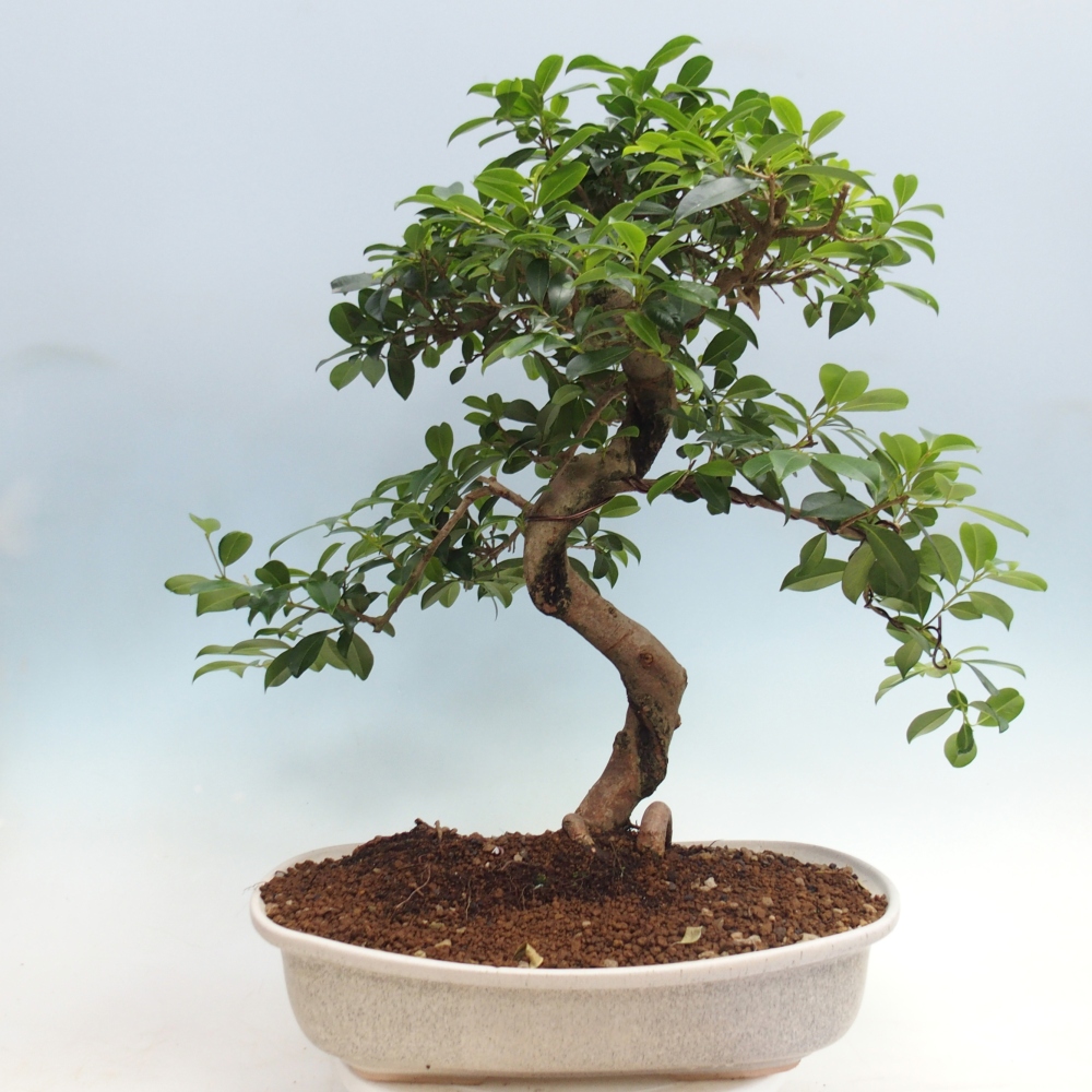 Pokojová bonsai - Australská třešeň - Eugenia uniflora - POUZE OSOBNÍ ODBĚR nebo paletová přeprava