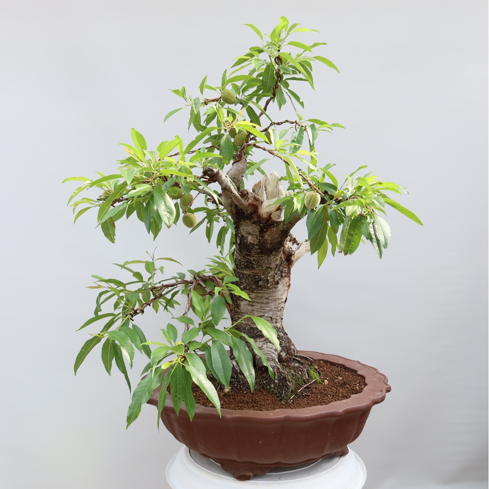 Venkovní bonsai - Prunus dulcis – Mandloň obecná