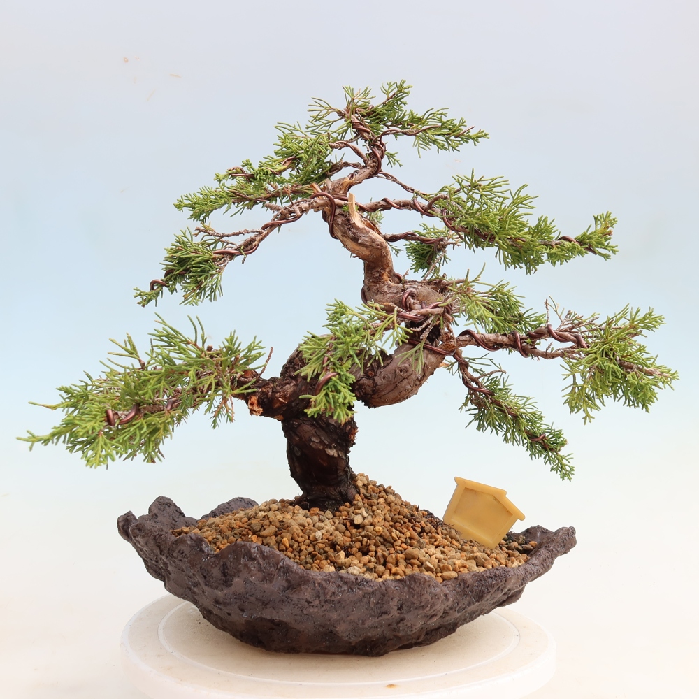 Venkovní bonsai - Juniperus chinensis Itoigawa-Jalovec čínský