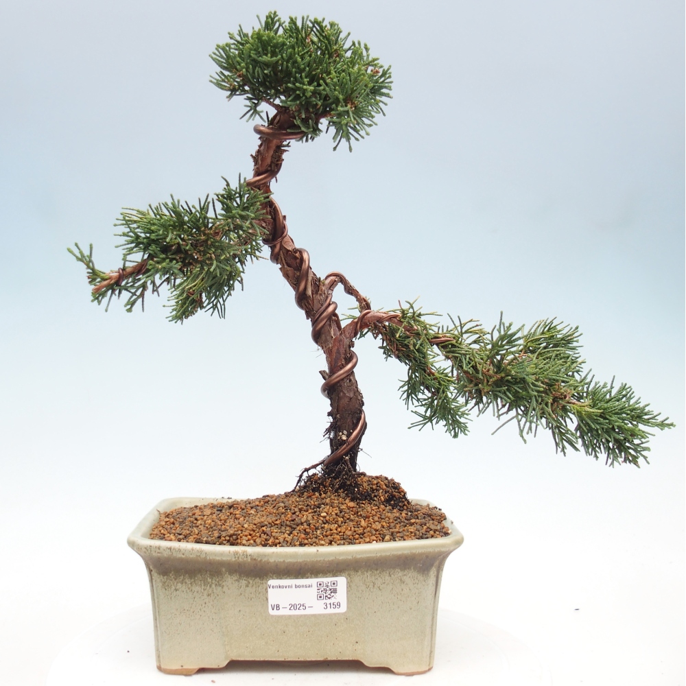 Venkovní bonsai - Juniperus chinensis Kishu -Jalovec čínský