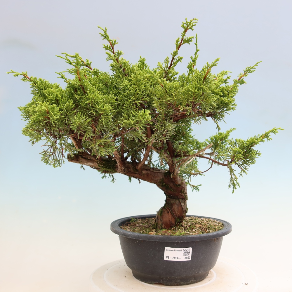 Venkovní bonsai - Juniperus chinensis Itoigawa-Jalovec čínský