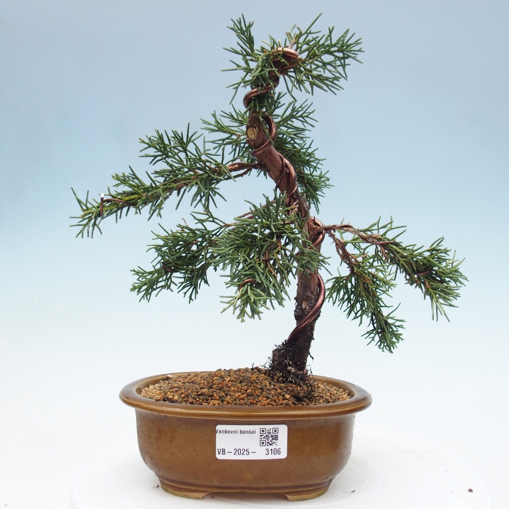 Venkovní bonsai - Juniperus chinensis Kishu -Jalovec čínský