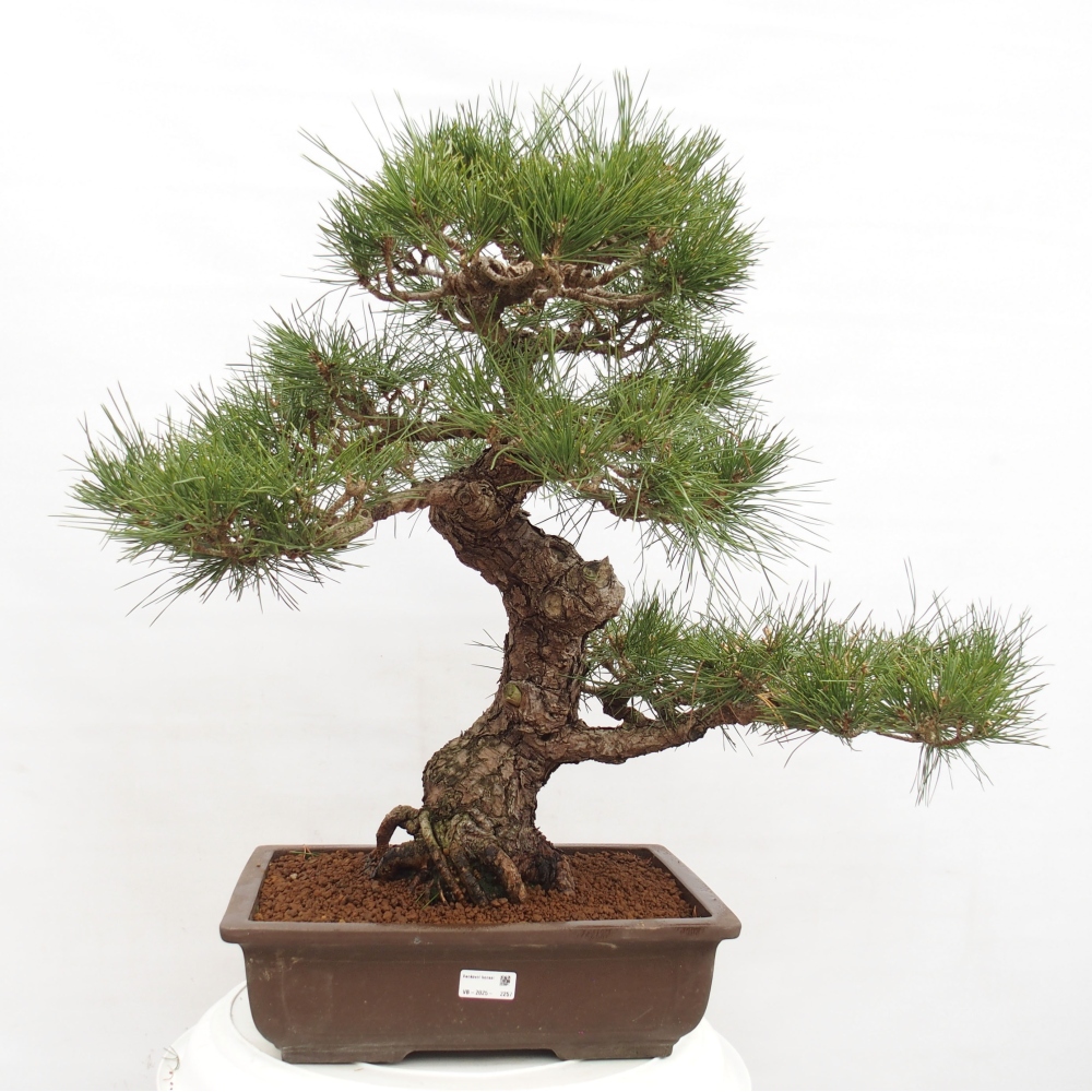 Venkovní bonsai - Pinus thunbergii - Borovice thunbergova