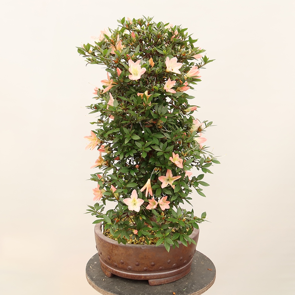 Venkovní bonsai - Japonská azalka - Azalea Chihiro