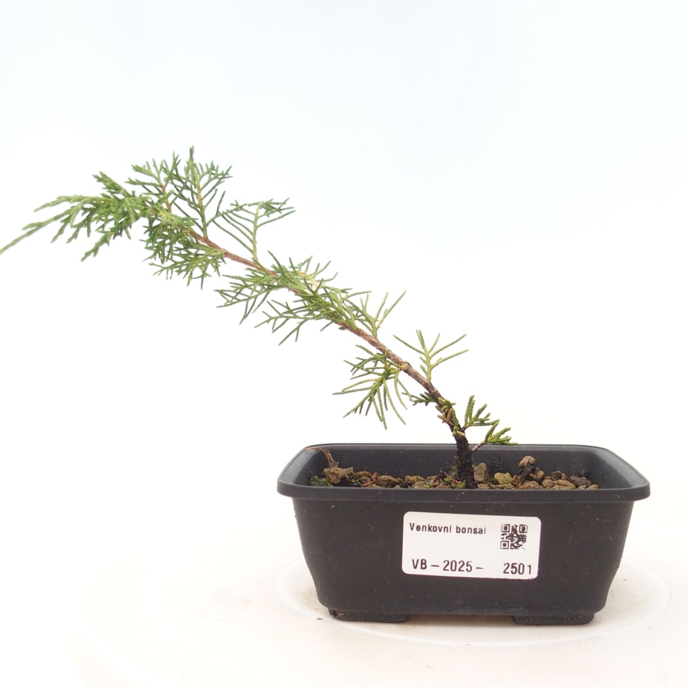 Venkovní bonsai - Juniperus chinensis Itoigawa -Jalovec čínský