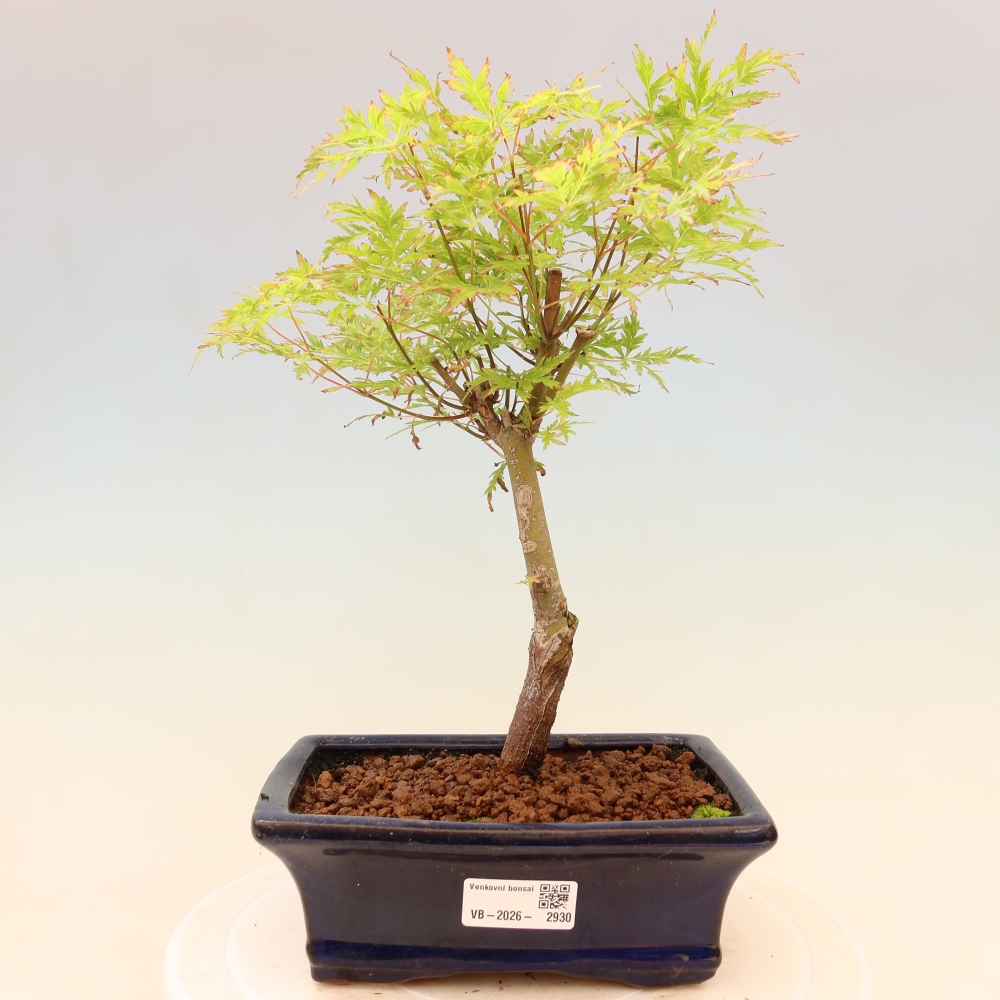Venkovní bonsai - Acer palmatum Dissectum - Javor dlanitolistý 