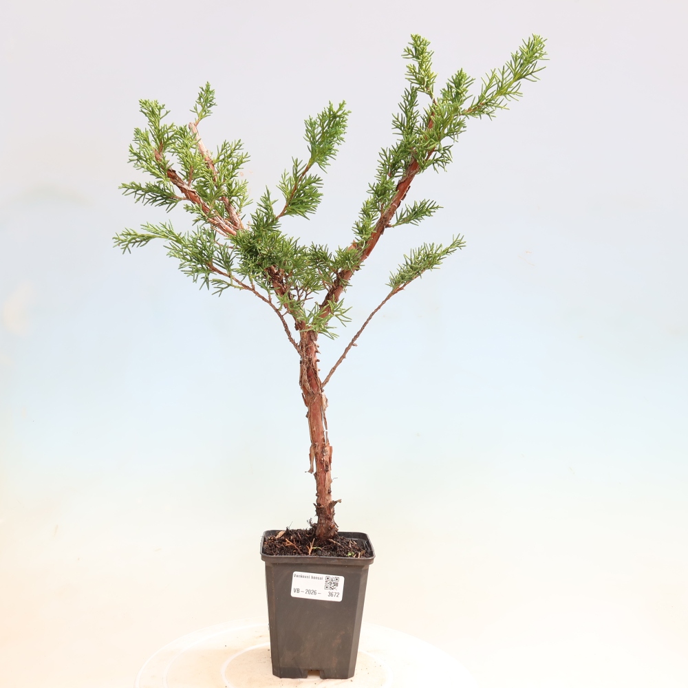 Venkovní bonsai - Juniperus chinensis Kishu -Jalovec čínský