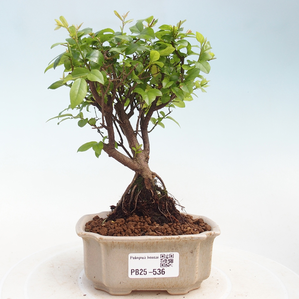 Pokojová bonsai - Sagerécie thea - Sagerécie thea