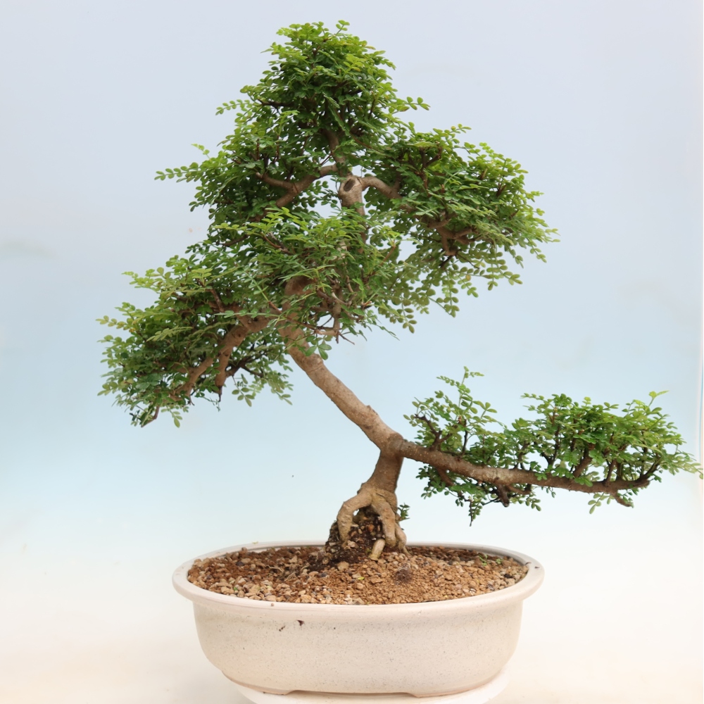 Pokojová bonsai - Zantoxylum piperitum - pepřovník
